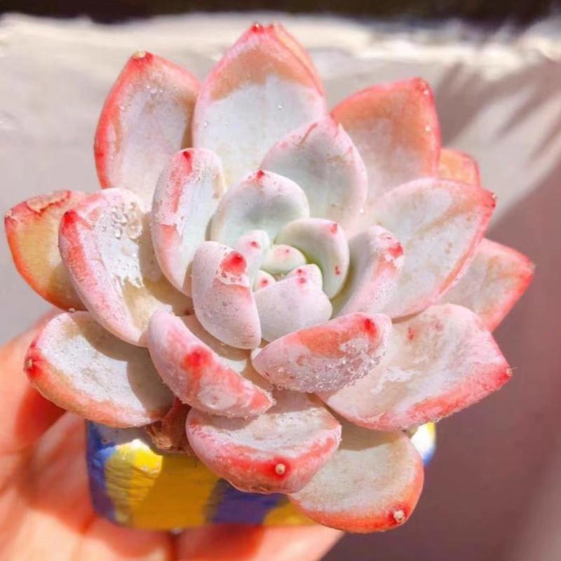 Real Live Succulent Cactus Plant : Echeveria Sang