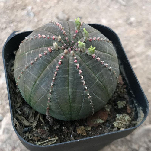 Real Live Succulent Cactus Plant :  Euphorbia obesa