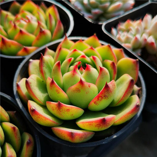 Real Live Succulent Cactus Plant :  Echeveria Moon Stone