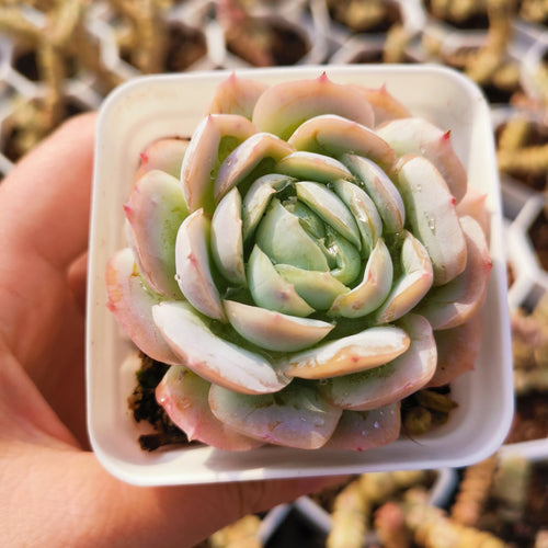 Real Live Succulent Cactus Plant : Echeveria Mexican Rose