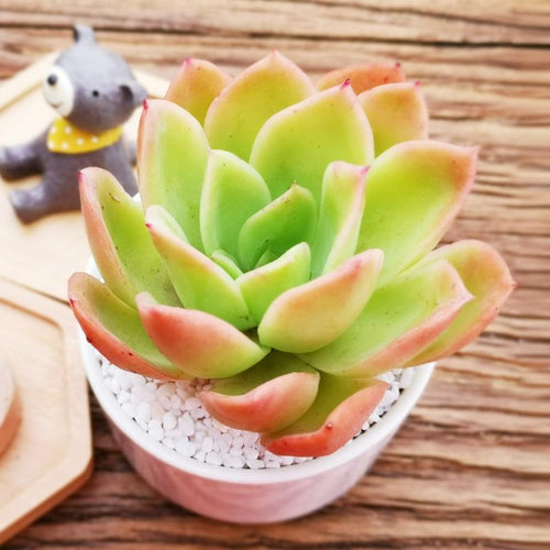 Real Live Succulent Cactus Plant :  Echeveria Golden Glow