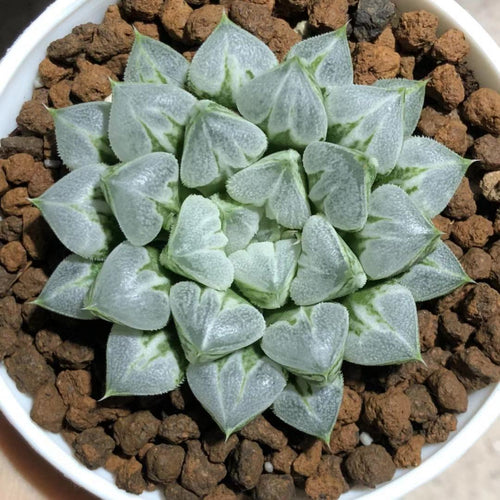Real Live Succulent Cactus Plant :  Haworthia Love Hearts