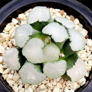 Real Live Succulent Cactus Plant :  Haworthia Maughanii Amaterasu