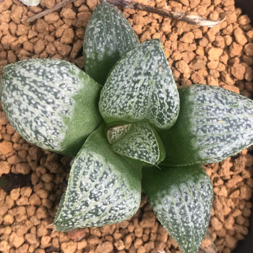 Real Live Succulent Cactus Plant : Haworthia Pearl Silver