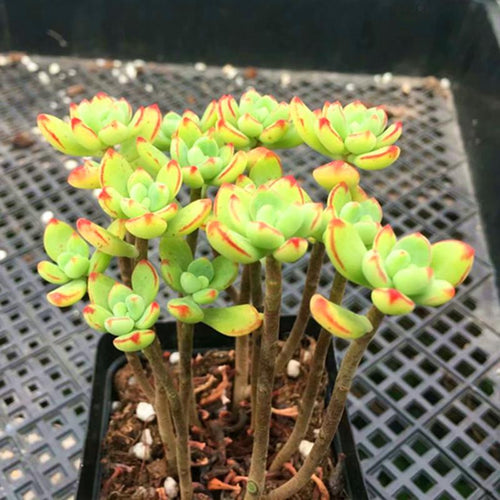 Real Live Succulent Cactus Plant : 'SAIDUONA'