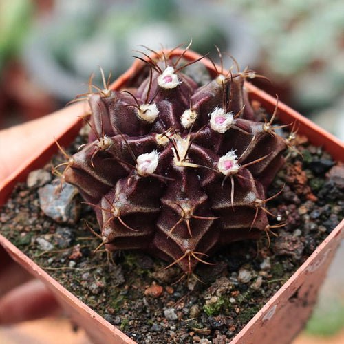 Real Live Succulent Cactus Plant :  Gymnocalycium Stenopleurum