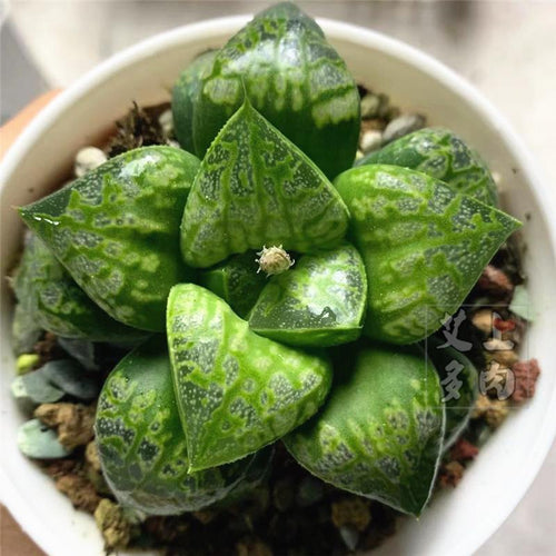 Real Live Succulent Cactus Plant : Haworthia Kamen Butokai