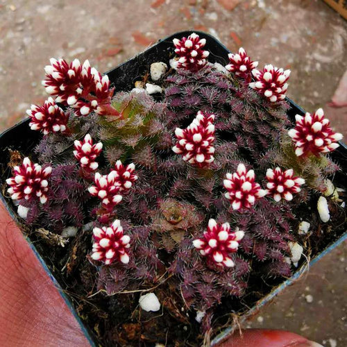 Real Live Succulent Cactus Plant : Crassula sp.(Transvaal, Drakensberg)