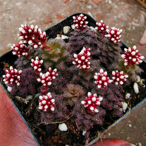 Real Live Succulent Cactus Plant : Crassula sp.(Transvaal, Drakensberg)