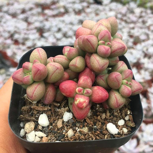 Real Live Succulent Cactus Plant : 'ZIGUANG'