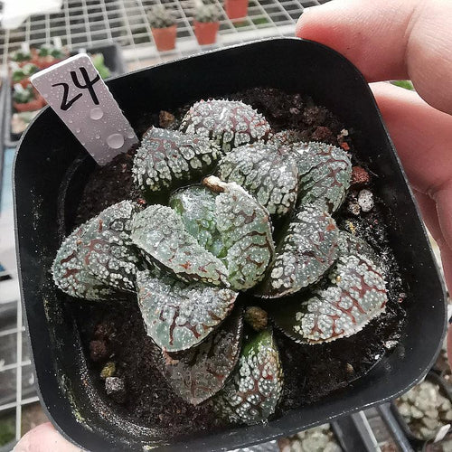 Real Live Succulent Cactus Plant : Haworthia 'Mordor'