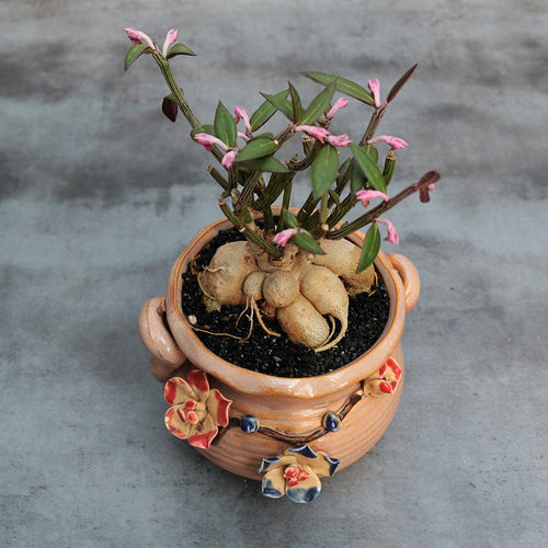 Real Live Succulent Cactus Plant : Monadenium montanum var. rubellum