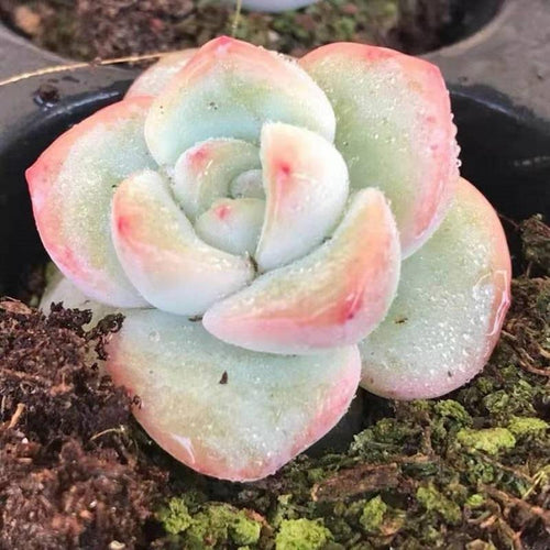 Real Live Succulent Cactus Plant : Echeveria Sensation Amabelli