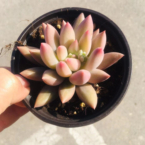 Real Live Succulent Cactus Plant : Sedum Red Dragonfly