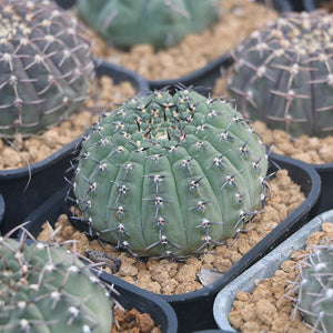 Real Live Succulent Cactus Plant :  Gymnocalycium stenopleurum