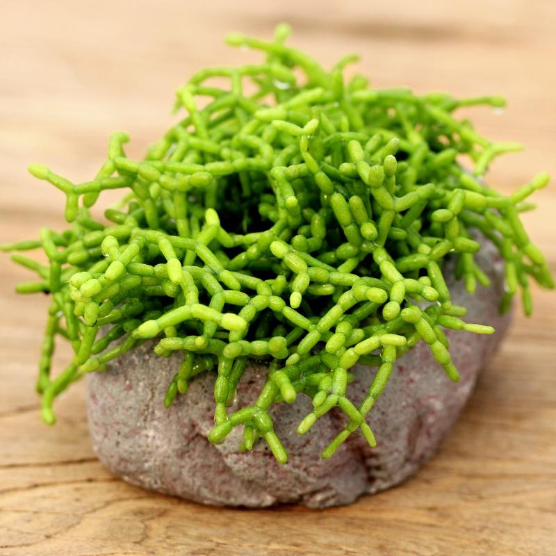 Real Live Succulent Cactus Plant : Rhipsalis cereuscula