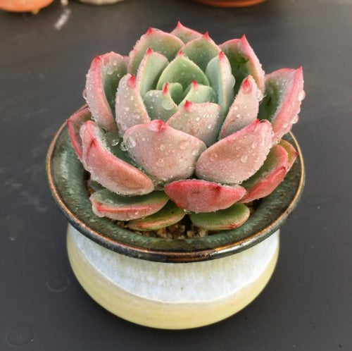 Real Live Succulent Cactus Plant :  Echeveria 'Salmon'
