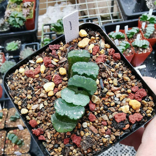 Real Live Succulent Cactus Plant :  Haworthia truncata 'KIGANJYOU'