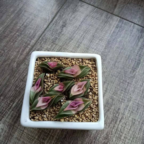 Real Live Succulent Cactus Plant :  Tradescantia navicularis variegata
