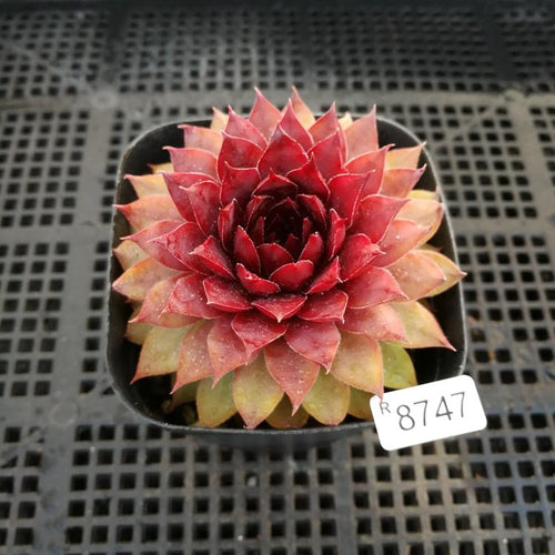 Real Live Succulent Cactus Plant :  Sempervivum 'Bronco'