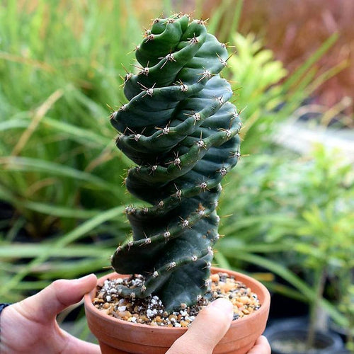Real Live Succulent Cactus Plant :  Cereus forbesii 'Spiralis'