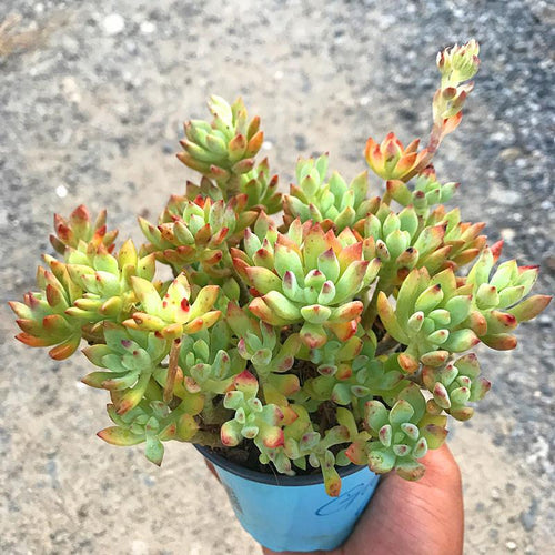 Real Live Succulent Cactus Plant :  Graptosedum Little Beauty