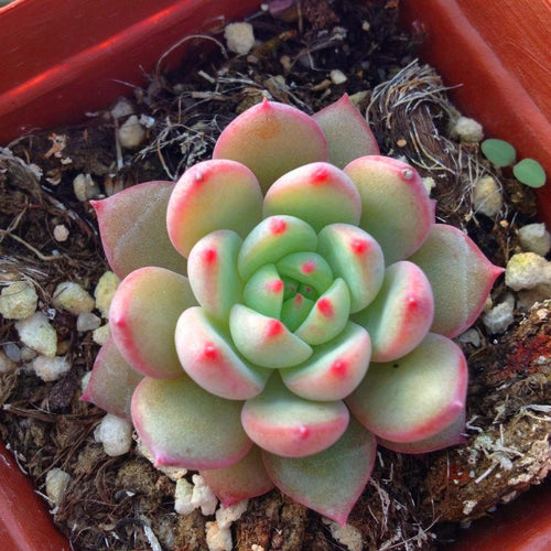 Real Live Succulent Cactus Plant :  Echeveria Scarlet
