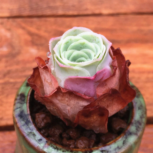 Real Live Succulent Cactus Plant :  Greenovia Aurea Ex Gran Canaria