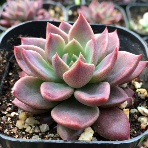 Real Live Succulent Cactus Plant : Sinocrassula indica