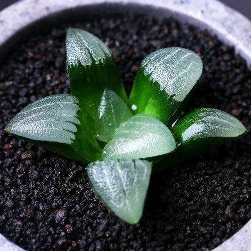 Real Live Succulent Cactus Plant : Haworthia Correcta