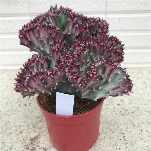 Real Live Succulent Cactus Plant : Euphorbia lactea 'Cristata' f. variegata