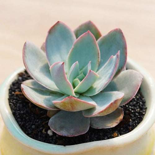 Real Live Succulent Cactus Plant :  Echeveria Blue Light