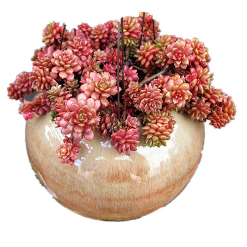 Real Live Succulent Cactus Plant : xCremnosedum cv. 'Little Gem'