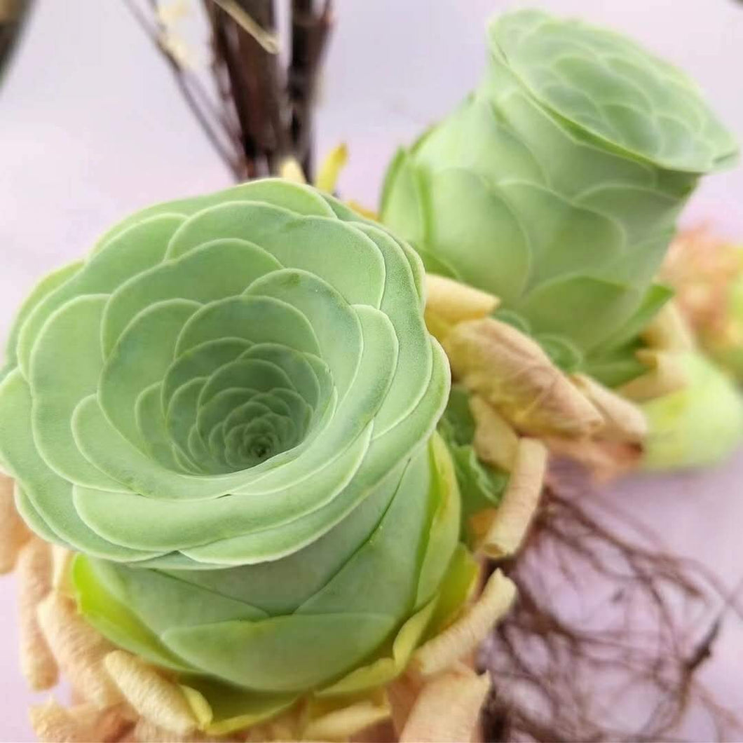 Real Live Succulent Cactus Plant :  Greenovia Dodrantalis