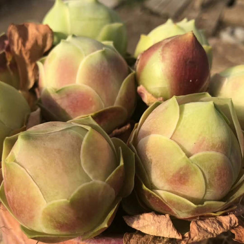 Real Live Succulent Cactus Plant :  Greenovia Aurea Ex El Hierro - 'Peach'