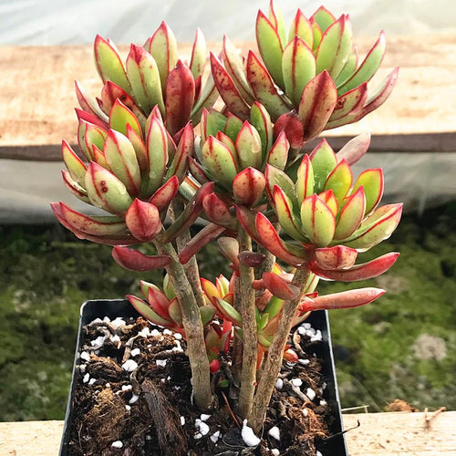 Real Live Succulent Cactus Plant :  Tangerance