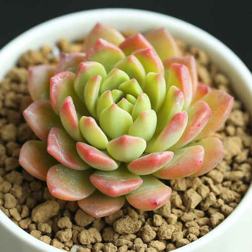 Sedeveria Markus