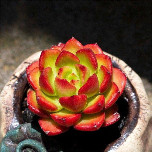 Real Live Succulent Cactus Plant : xSedeveria 'Letizia'