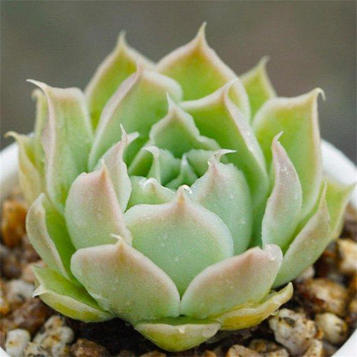 Real Live Succulent Cactus Plant : Echeveria simulans (Ascension)