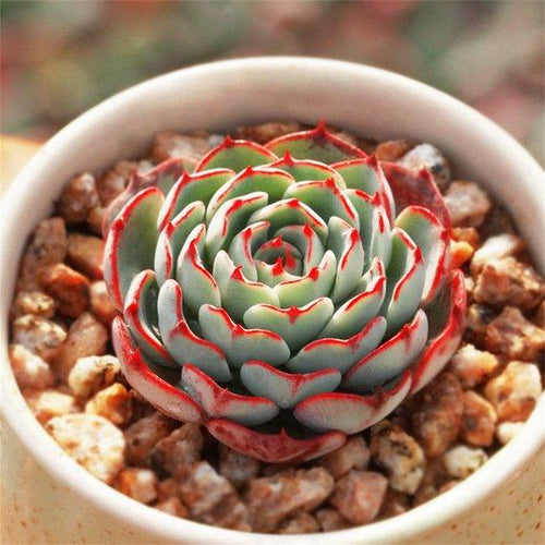 Real Live Succulent Cactus Plant : Echeveria sp El Encino