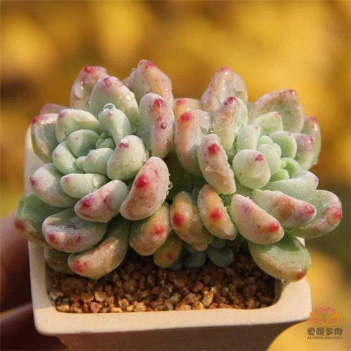 Real Live Succulent Cactus Plant : Sedum clavatum