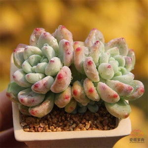 Real Live Succulent Cactus Plant : Sedum clavatum