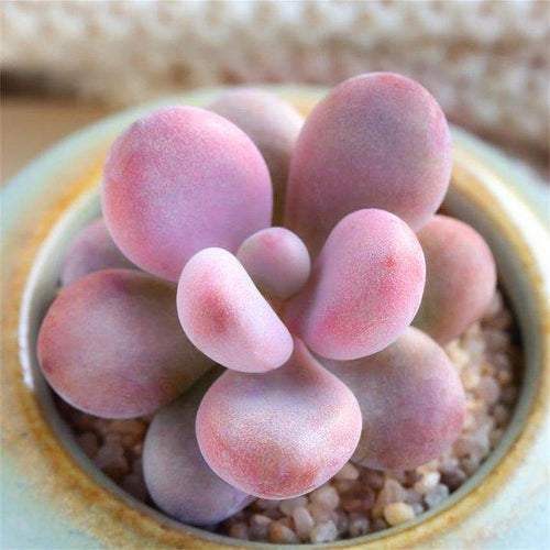 Real Live Succulent Cactus Plant : Graptopetalum amethystinum (Rose) Walther