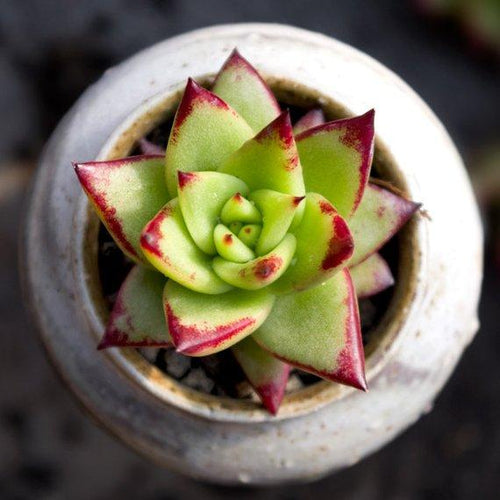 Real Live Succulent Cactus Plant : Echeveria agavoides 'Lipstick'