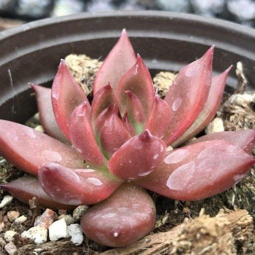 Real Live Succulent Cactus Plant : HONGLU