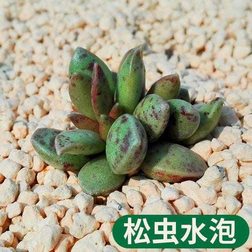Real Live Succulent Cactus Plant : Adromischus hemisphaericus