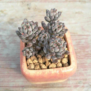 Real Live Succulent Cactus Plant : Graptopetalum pachyphyllum 'Bluebean'