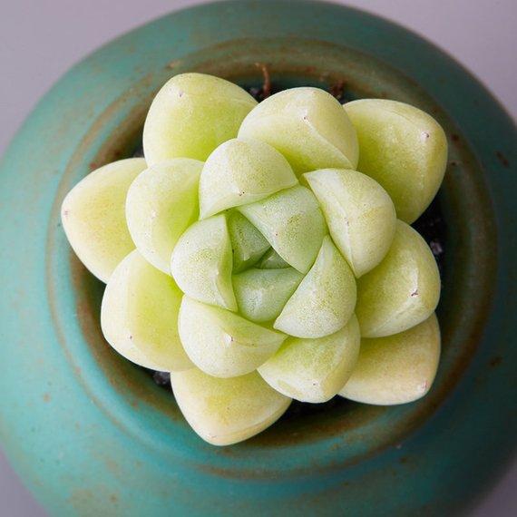 Real Live Succulent Cactus Plant : Echeveria elegans 'Albicans'