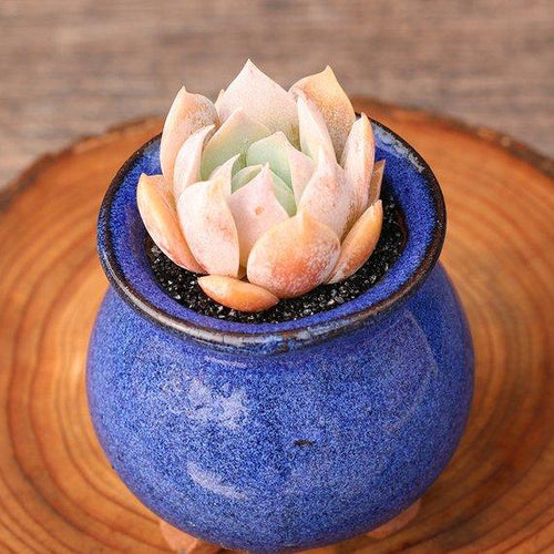 Real Live Succulent Cactus Plant : Sedum suaveolens