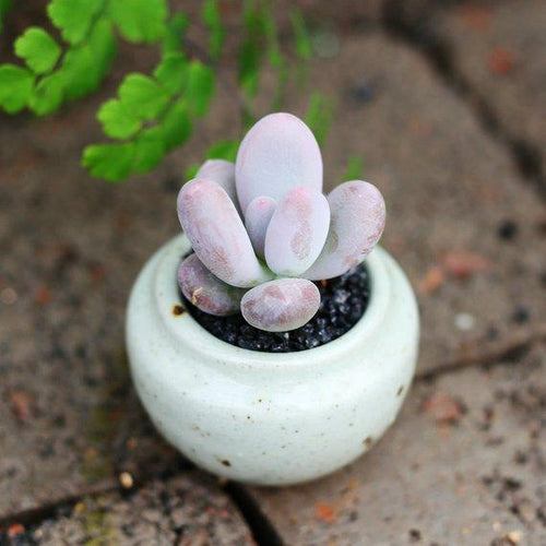 Real Live Succulent Cactus Plant : Pachyphytum 'Blue Haze'